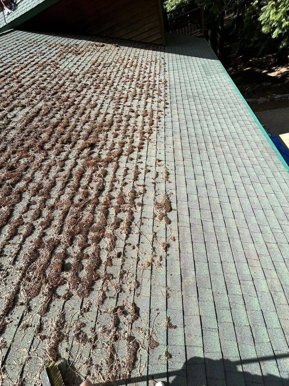 Before: heavy moss, shaded north slope